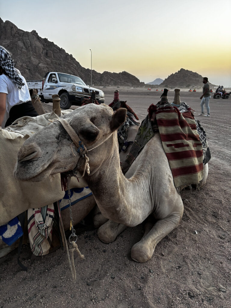 Cammello seduto all'alba nel deserto del Sinai durante la tappa nella tenda beduina del tour in buggy da Sharm el Sheikh