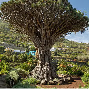 Drago Millenario — giardino botanico
